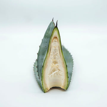 Agave Extract