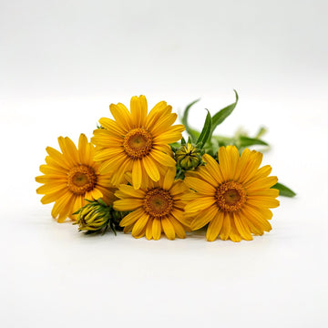 Arnica