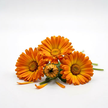 Calendula
