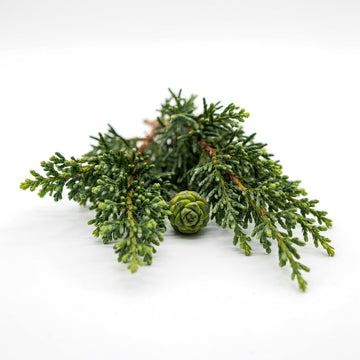 Cypress