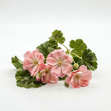 Geranium
