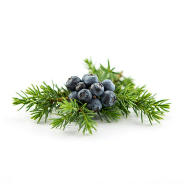 Juniper Berry