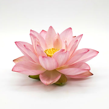 Lotus Absolute