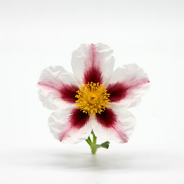 Rock Rose