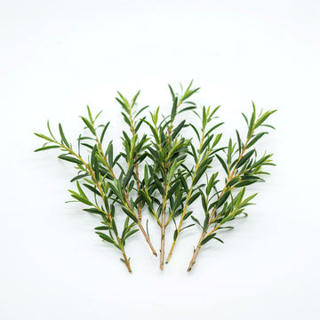 Tea Tree