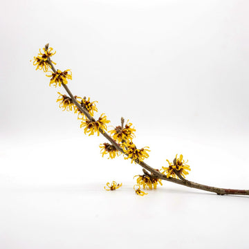 Witch Hazel