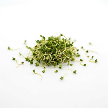 Alfalfa