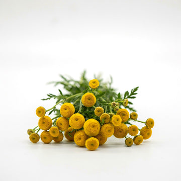 Blue Tansy