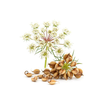 Carrot Seed
