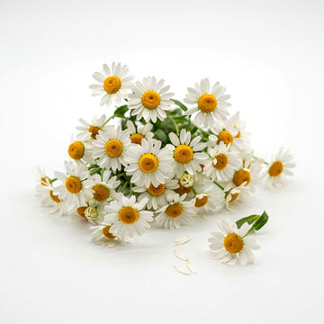 Chamomile