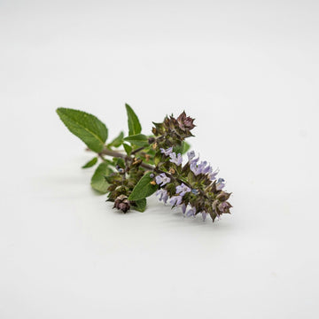 Clary Sage