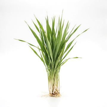 Cogon Grass