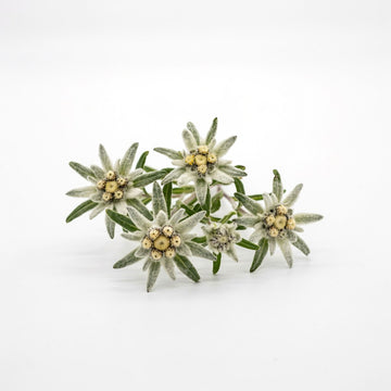 Edelweiss