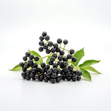 Elderberry
