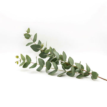 Eucalyptus