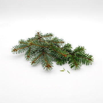 Fir, Pine & Spruce