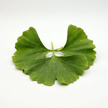 Ginkgo Biloba