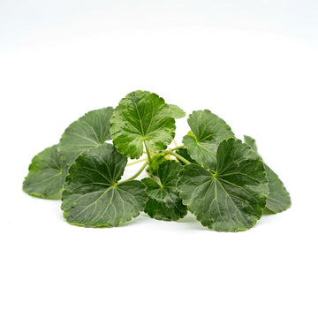 Gotu Kola