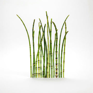 Horsetail
