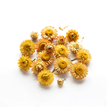 Immortelle