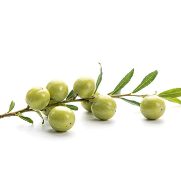 Kakadu Plum