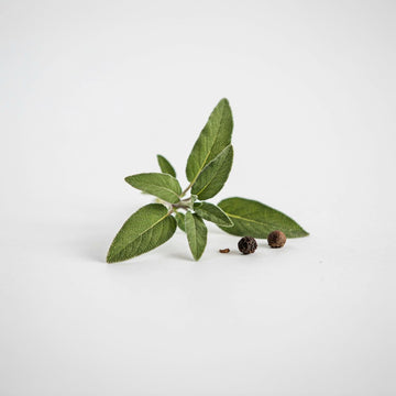 Sage