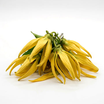 Ylang Ylang